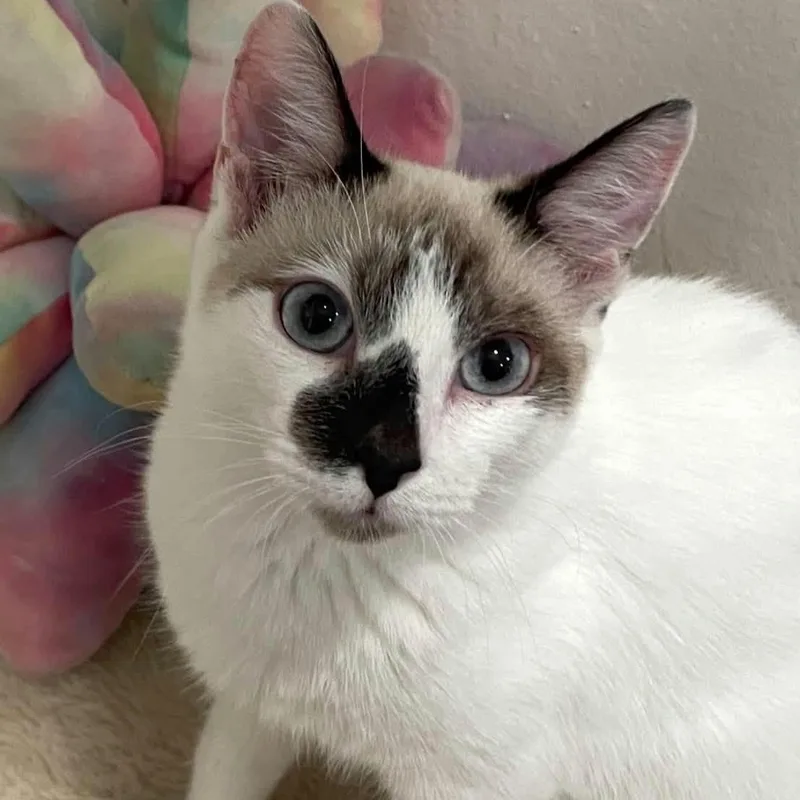 A baby medium-sized female Snowshoe cat named Eloise for adoption in Concord, CA