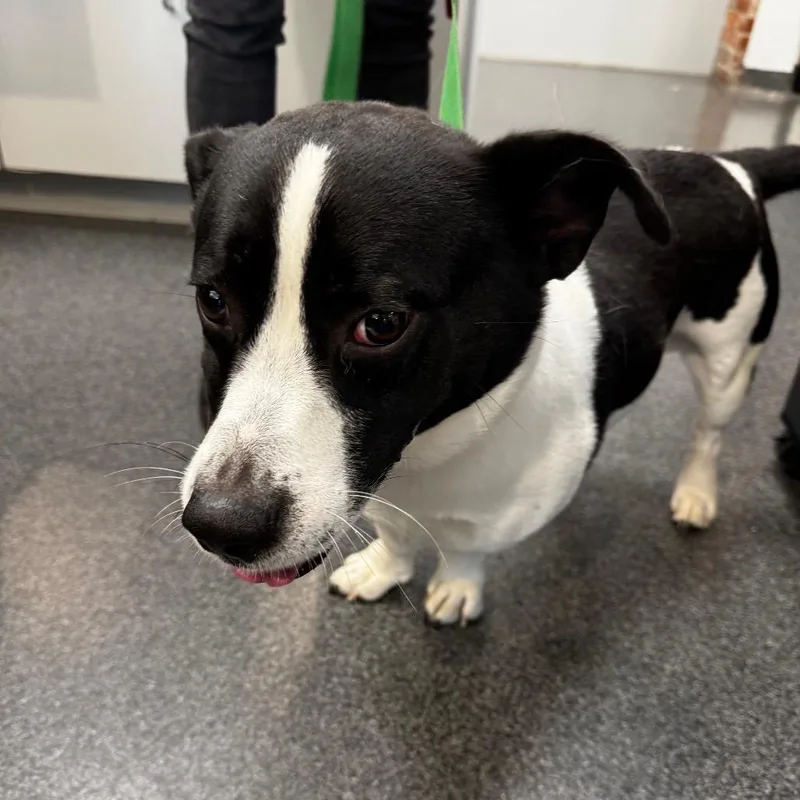 An adult medium-sized male White / Cream Mixed Breed dog named Ducky for adoption in Allentown, PA