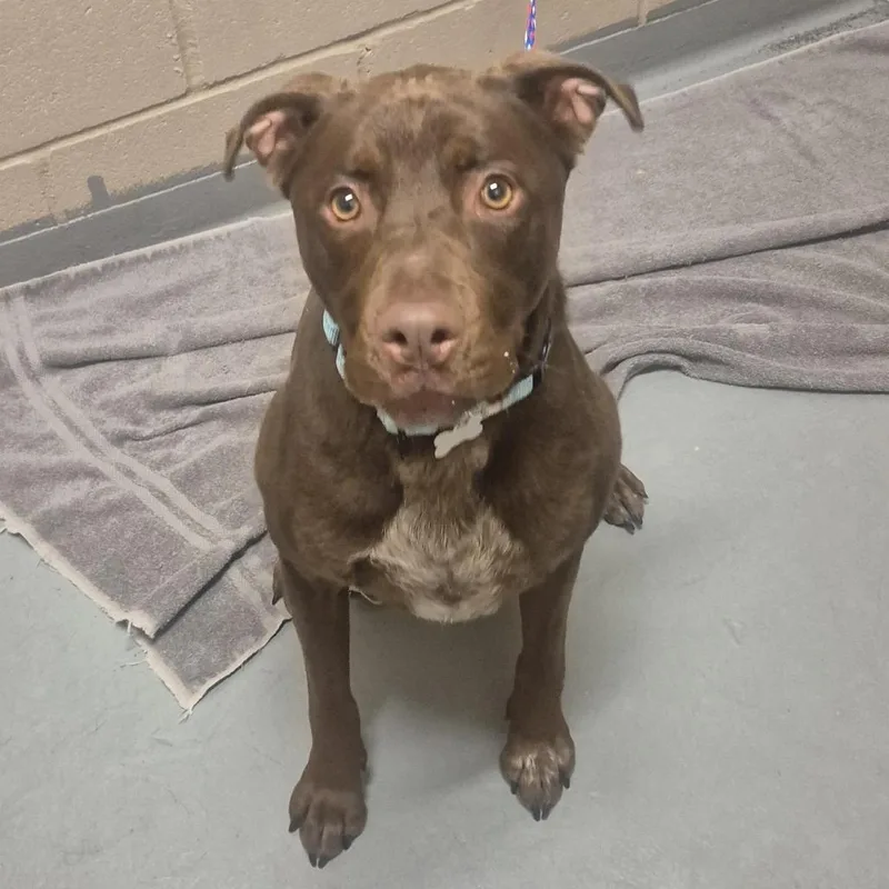 An adult large-sized male Brown / Chocolate Chocolate Labrador Retriever dog named Oz for adoption in Tacoma, WA