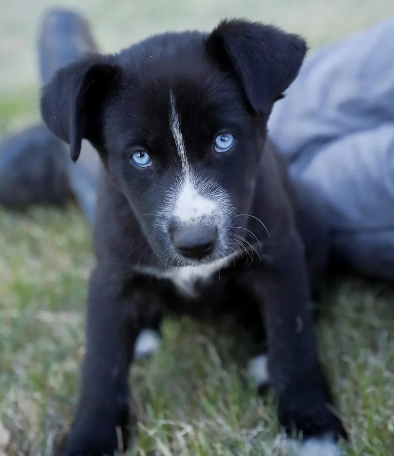 A baby medium-sized female Black Husky dog named Elsa for adoption in Minnetrista, MN