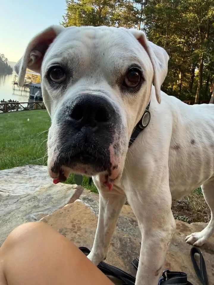 An adult medium-sized male Boxer dog named Burt for adoption in Middlesex, NJ