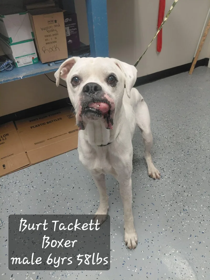 Burt thumbnail 3