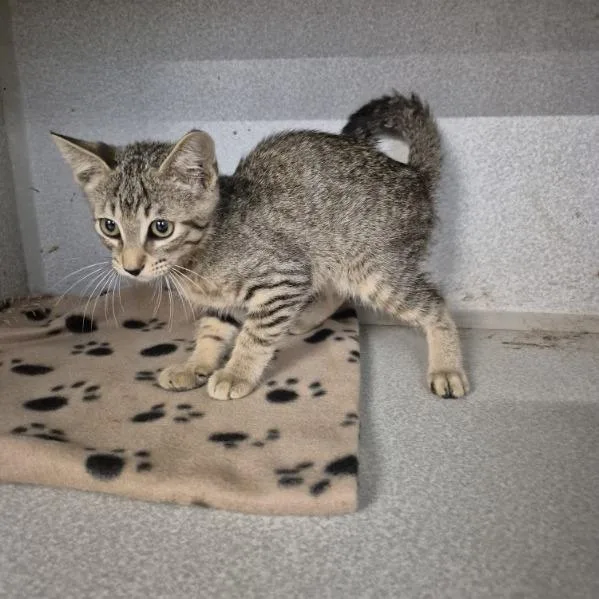 A baby small-sized male Brown / Chocolate Domestic Short Hair cat named Ralts for adoption in Austin, TX