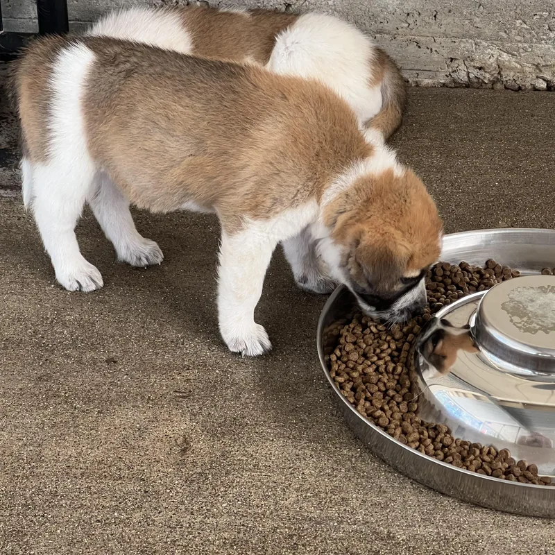 A baby large-sized female Great Pyrenees dog named Five girls three for adoption in Granite Bay, CA