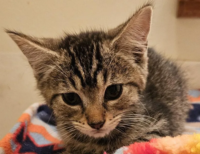 A young small-sized female Tabby (Brown / Chocolate) Domestic Short Hair cat named Flicker for adoption in Columbus, IN