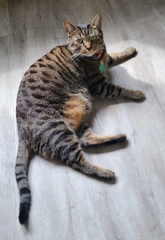 An adult medium-sized male Domestic Short Hair cat named Tito for adoption in Herndon, VA