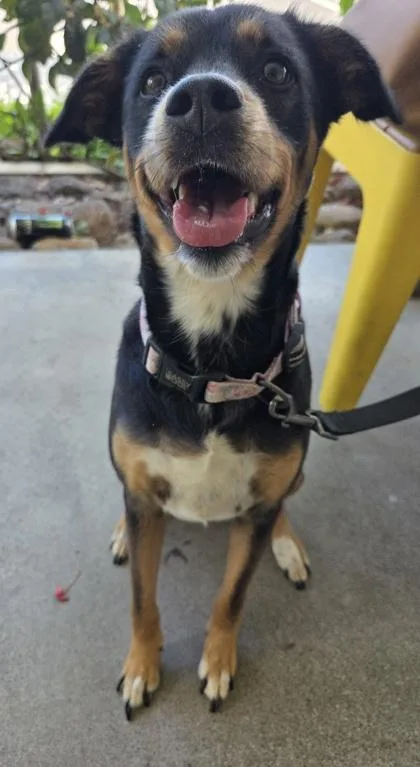 An adult medium-sized female Mixed Breed dog named Lara Croft for adoption in Honolulu, HI