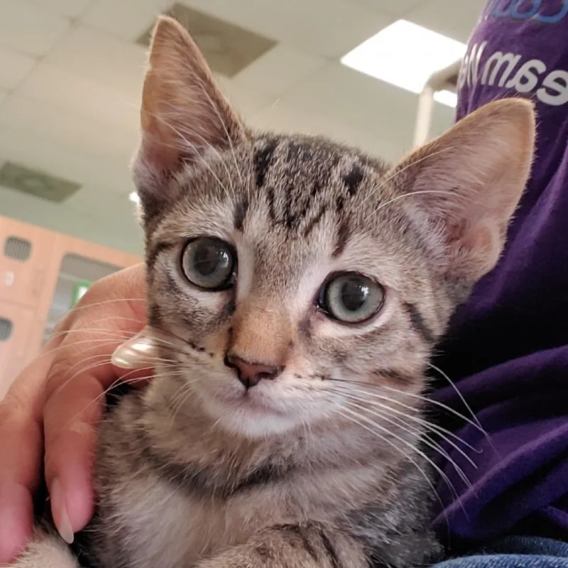 A baby small-sized male Gray / Blue / Silver Domestic Short Hair cat named Tucker for adoption in Lake Jackson, TX