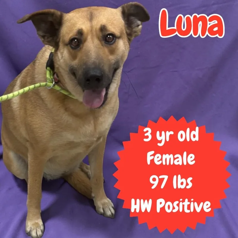An adult medium-sized female Shepherd dog named Luna for adoption in Sorrento, LA