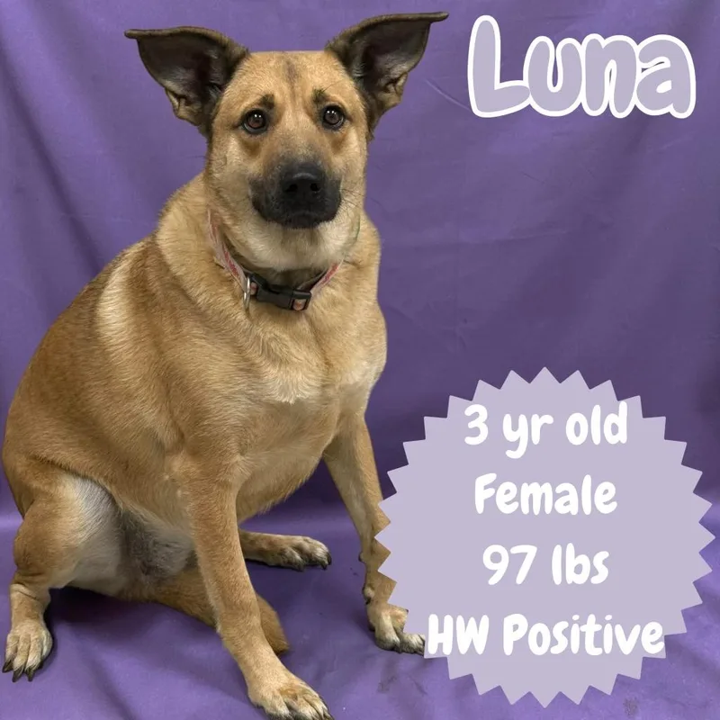 Luna thumbnail 4