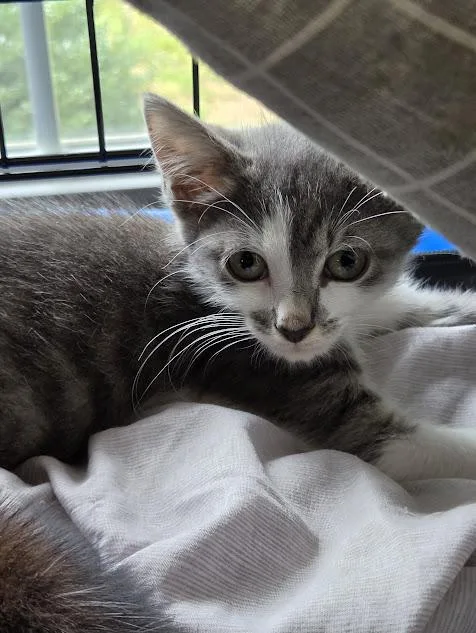 A baby small-sized male Domestic Short Hair cat named Grayson for adoption in Haw River, NC