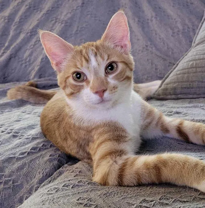 A baby medium-sized male Tabby (Orange / Red) Domestic Short Hair cat named Lester for adoption in Breinigsville, PA