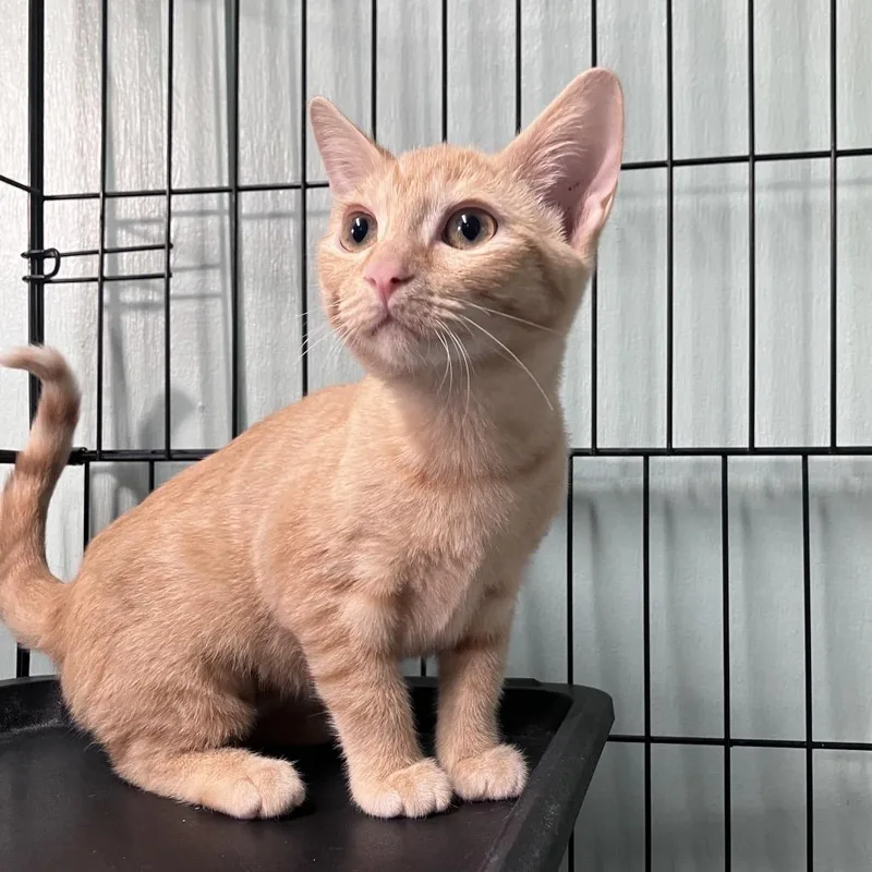 A baby small-sized female Orange / Red Domestic Short Hair cat named Kori for adoption in Freeport, FL
