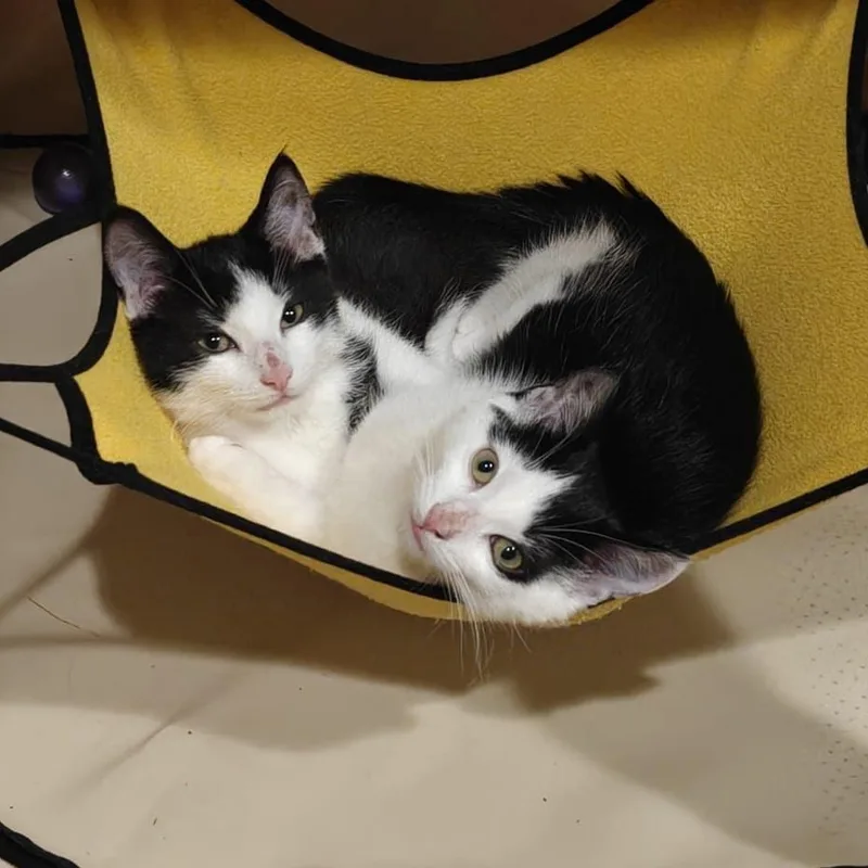 A baby medium-sized male Black & White / Tuxedo Domestic Short Hair cat named Toes & Sprout for adoption in West Orange, NJ