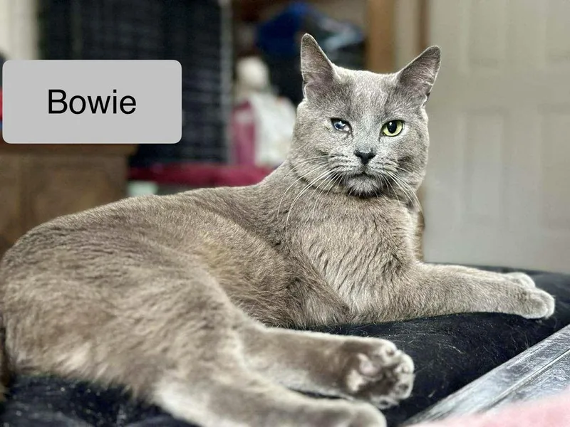 An adult medium-sized male Gray / Blue / Silver Domestic Short Hair cat named Bowie for adoption in Chalfont, PA