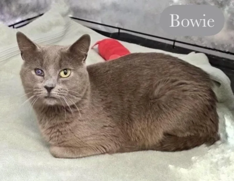 Bowie thumbnail 2
