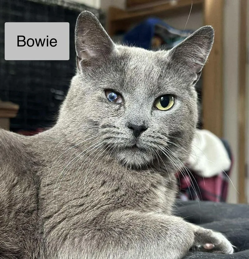 Bowie thumbnail 4