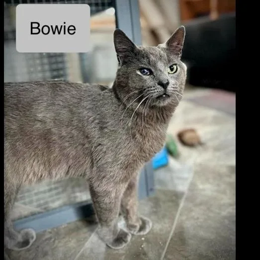 Bowie thumbnail 5