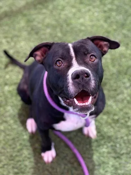 An adult large-sized female Black Mixed Breed dog named Sweetpea for adoption in El Paso, TX