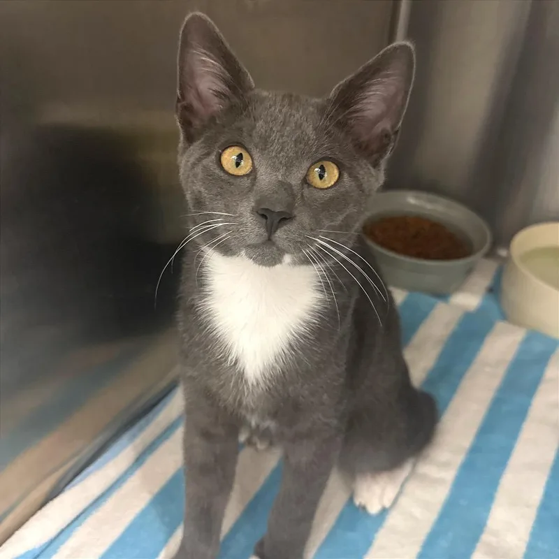 A baby medium-sized male Gray / Blue / Silver Domestic Short Hair cat named Mr. for adoption in Fort Lauderdale, FL