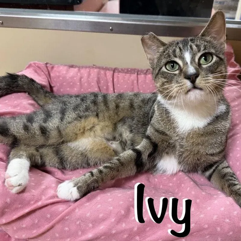 A young medium-sized female Domestic Short Hair cat named Ivy for adoption in Spring Lake, NJ