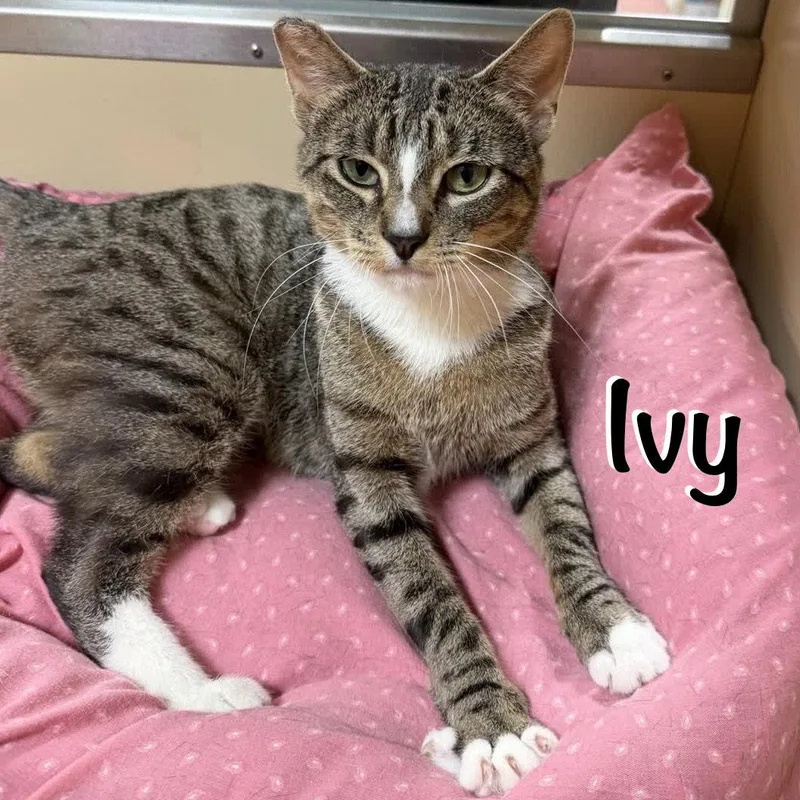 Ivy thumbnail 2