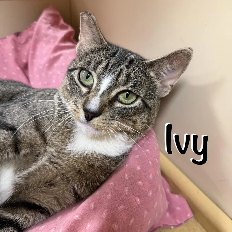 Ivy thumbnail 3