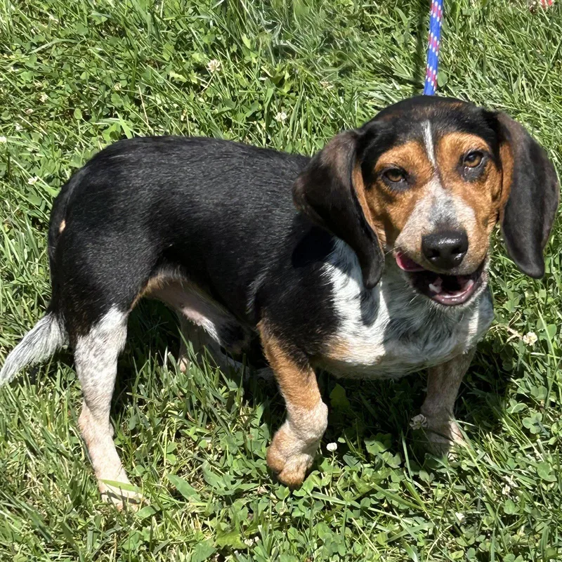 An adult small-sized male Beagle dog named Deacon for adoption in Norwood, OH