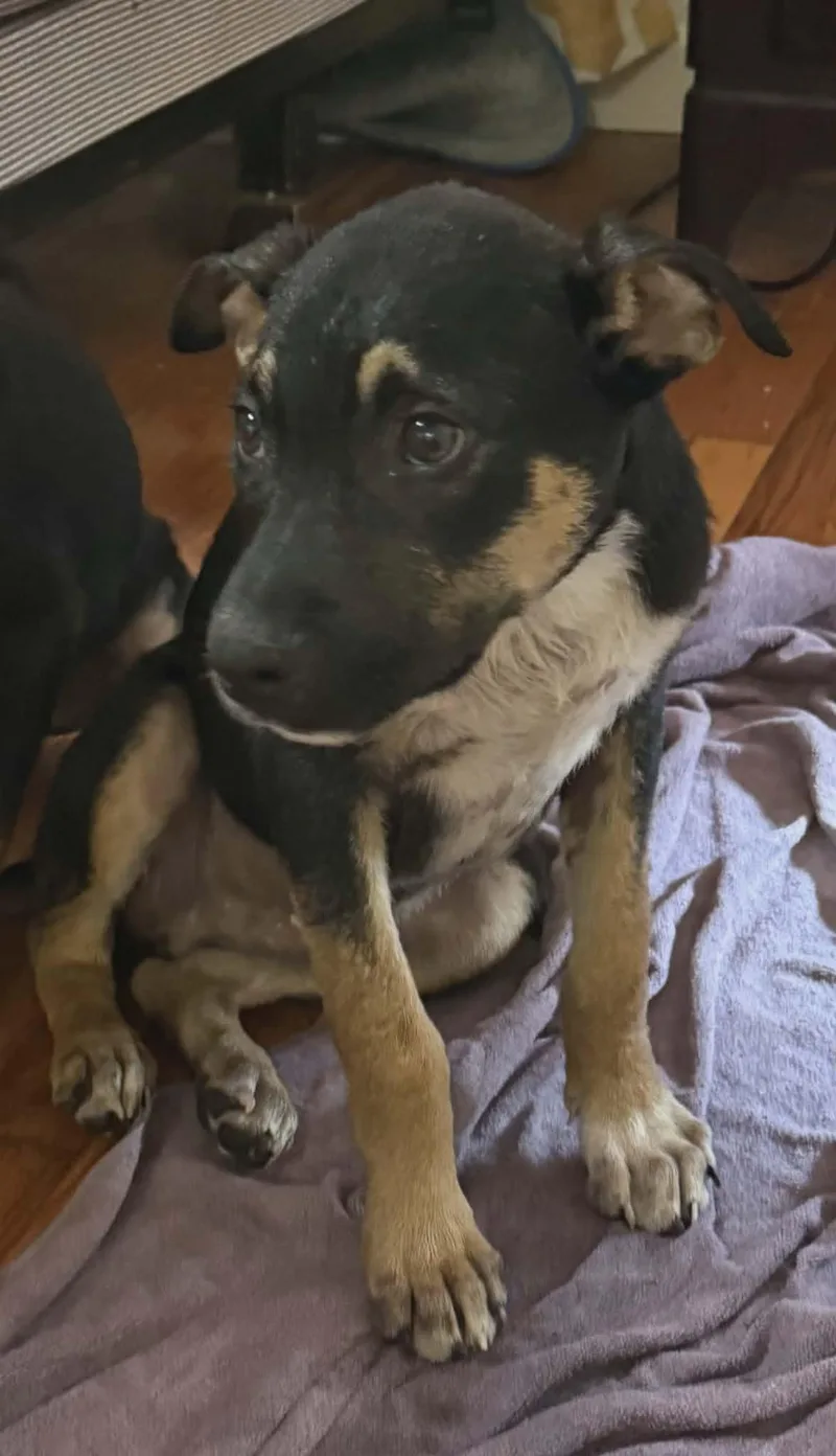A baby medium-sized male Mixed Breed dog named Ajay for adoption in Northwood, NH