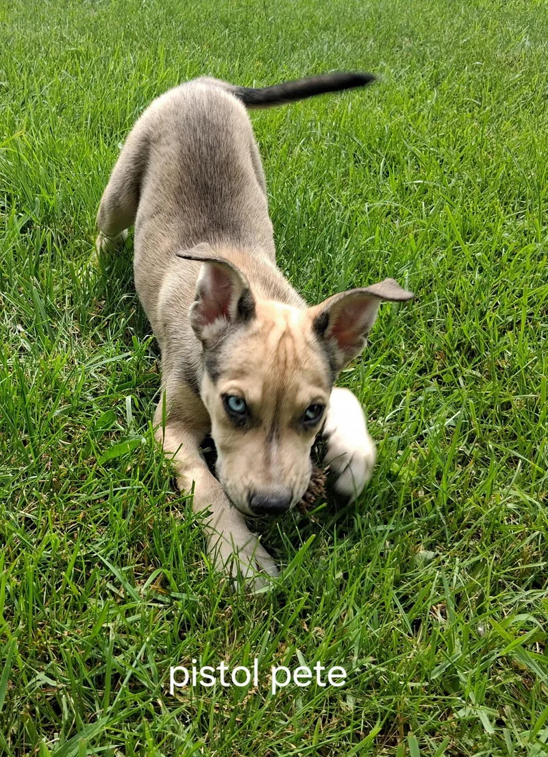 A baby medium-sized male Yellow / Tan / Blond / Fawn Pit Bull Terrier dog named Pistol Pete for adoption in Urbana, OH