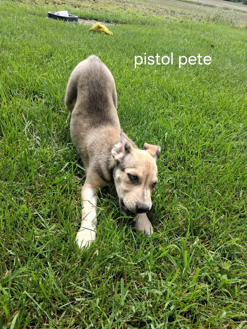 Pistol Pete thumbnail 2