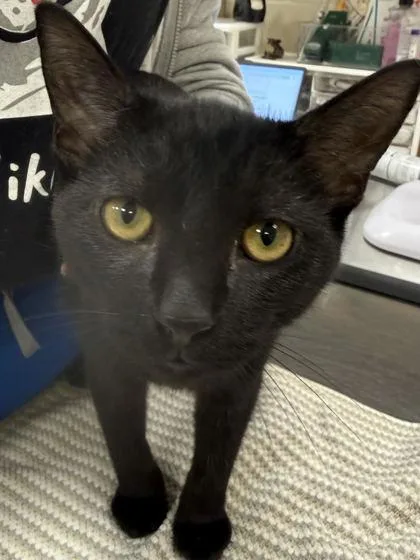A baby small-sized male Domestic Short Hair cat named Astro for adoption in Fishers, IN