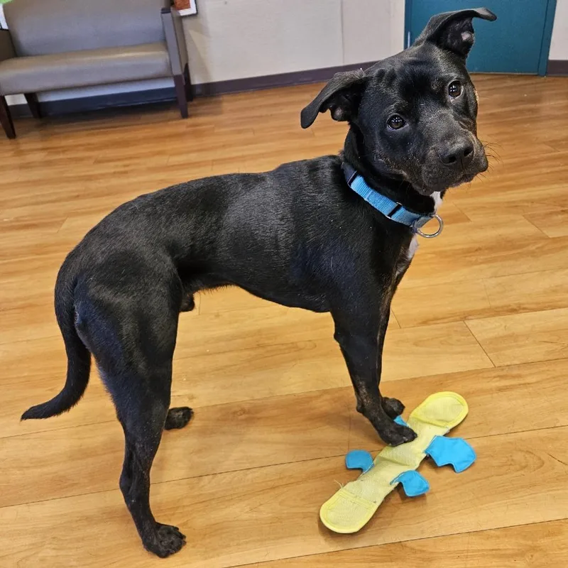 An adult medium-sized male Black Mixed Breed dog named Bently Fka Oakley for adoption in Waukesha, WI