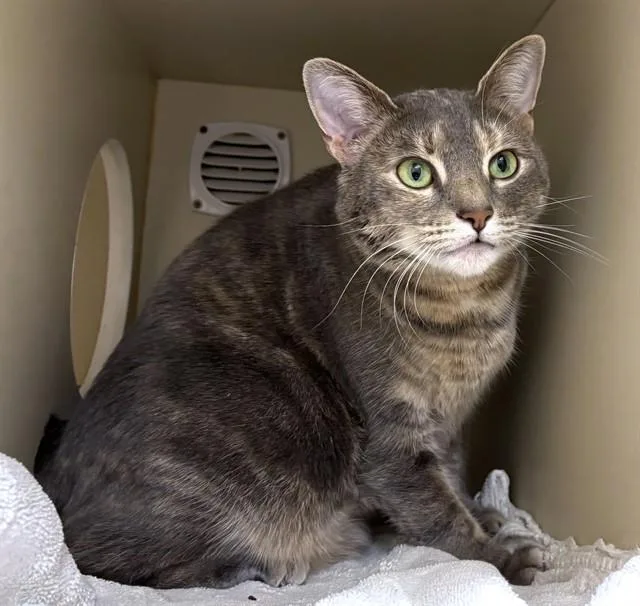 An adult medium-sized female Domestic Short Hair cat named Lilac for adoption in Dedham, MA
