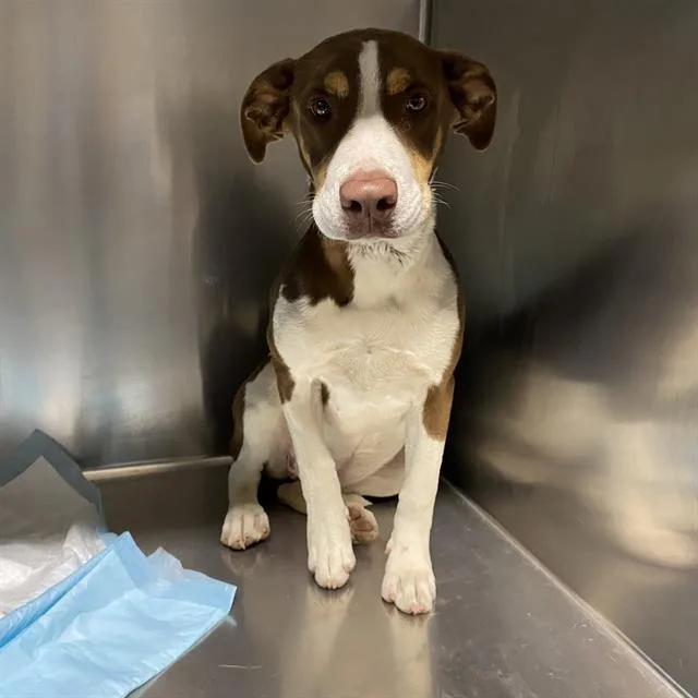 A young medium-sized female Staffordshire Bull Terrier dog named Reese for adoption in Modesto, CA