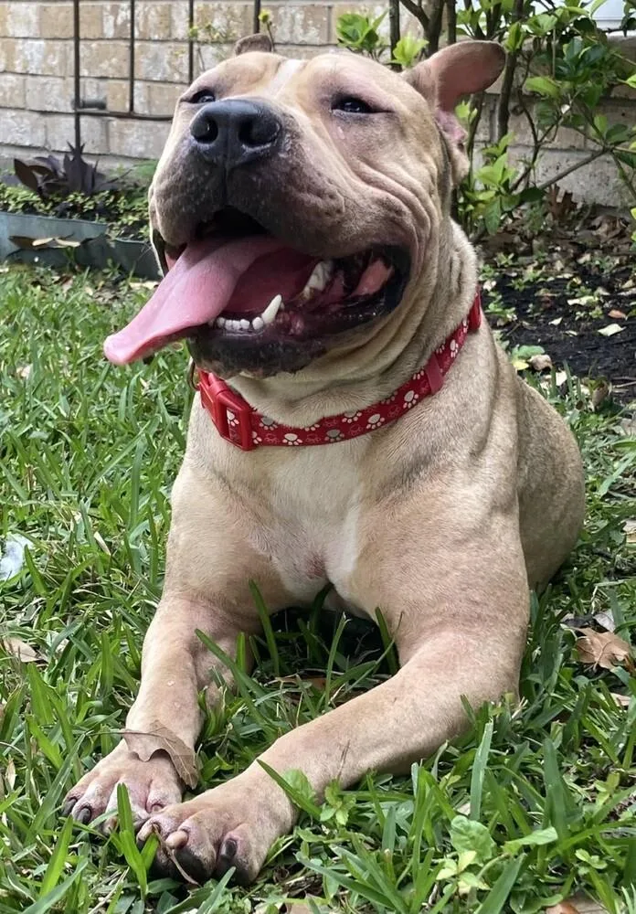 An adult medium-sized male Pit Bull Terrier dog named Lucky for adoption in Dallas, TX