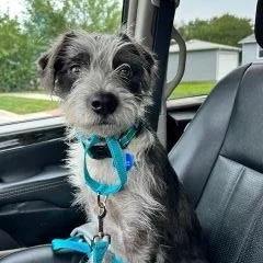 A young small-sized male Terrier dog named Benji for adoption in Schaumburg, IL