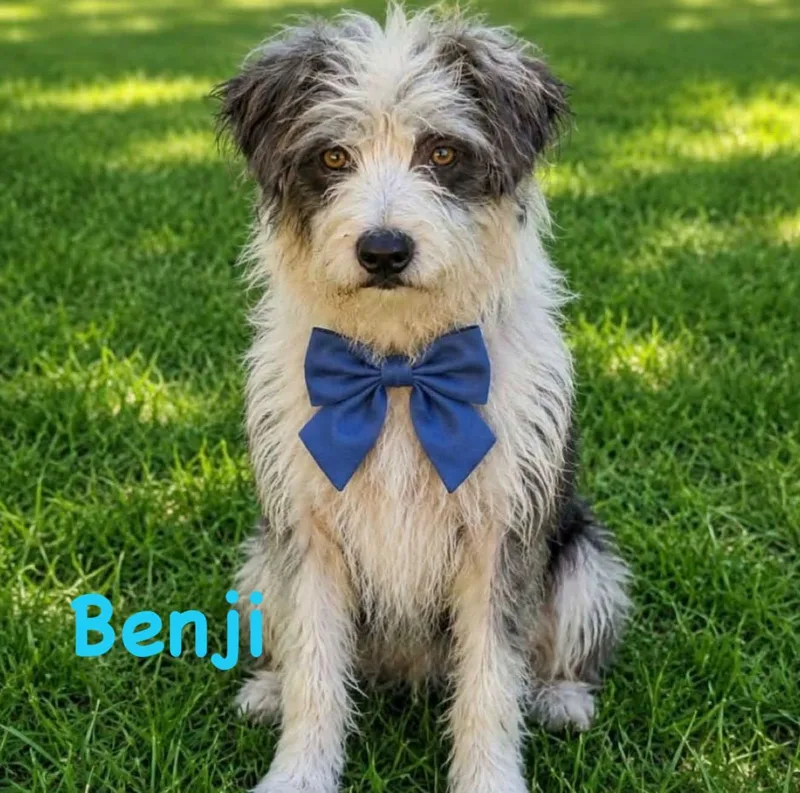 Benji thumbnail 2