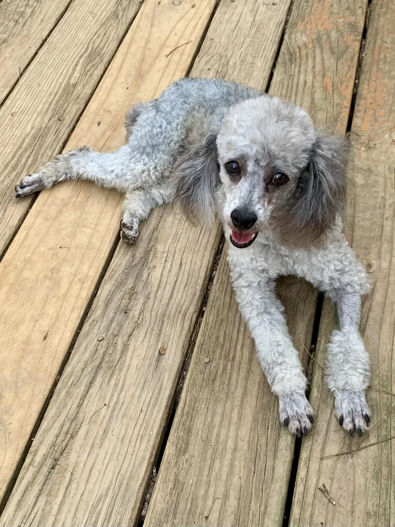 A young small-sized male Gray / Blue / Silver Miniature Poodle dog named Petey for adoption in Richmond, VA