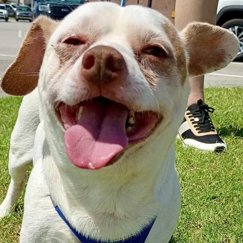 Dougie  Infectious SMILE thumbnail 3