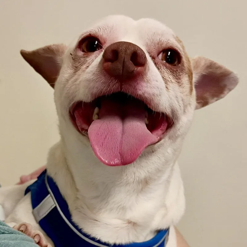 Dougie  Infectious SMILE thumbnail 5