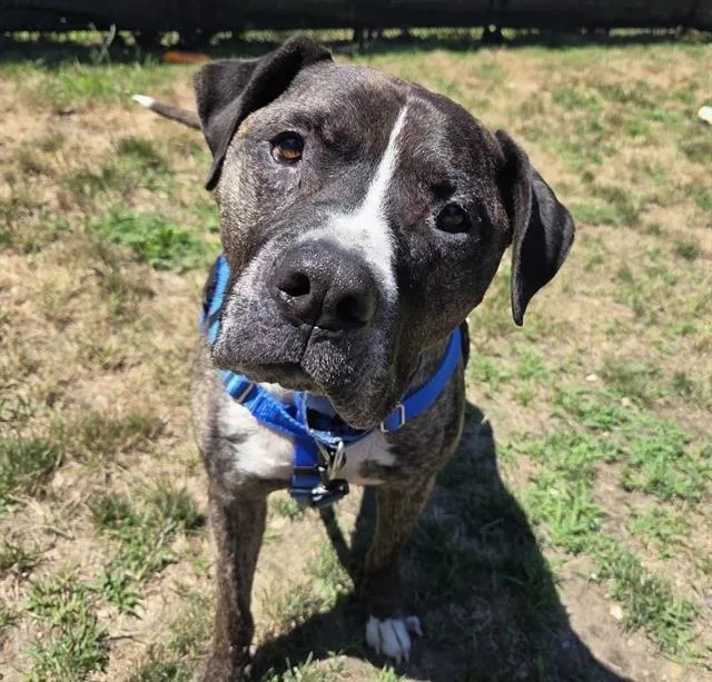 An adult large-sized male Pit Bull Terrier dog named Bruno for adoption in Centerville, MA