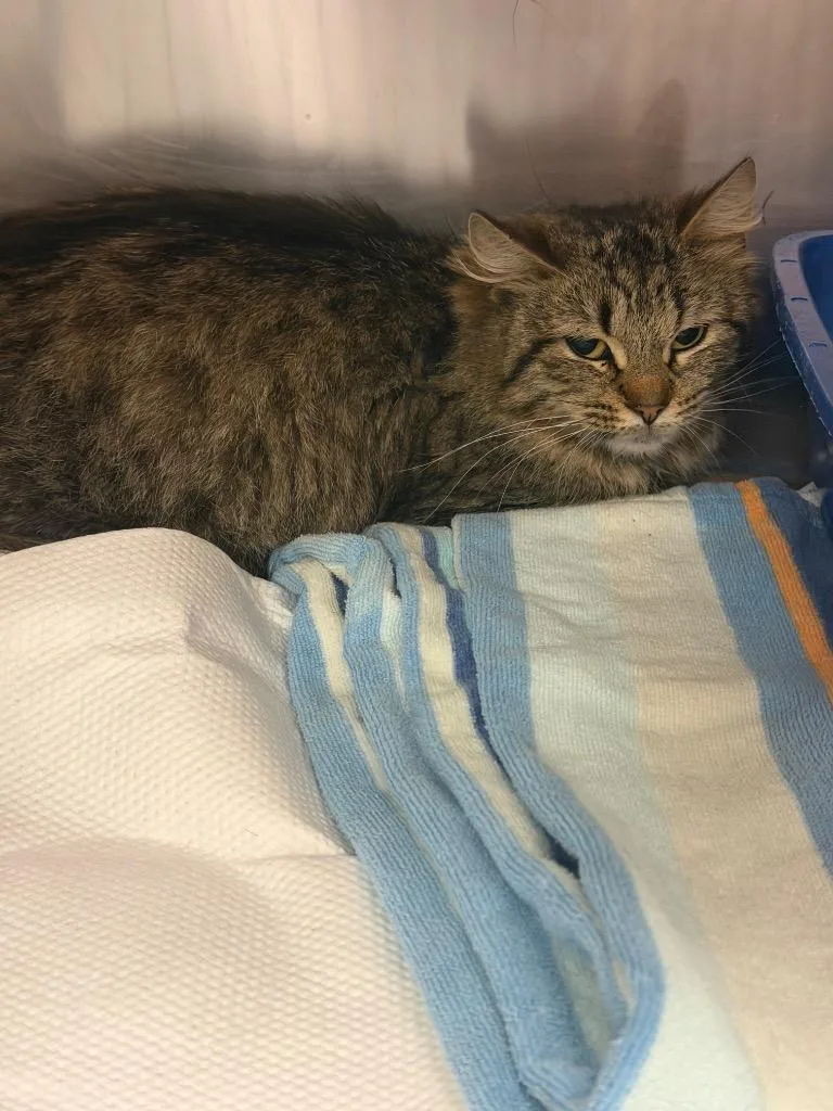 A young medium-sized female Domestic Short Hair cat named Yella for adoption in Wintersville, OH
