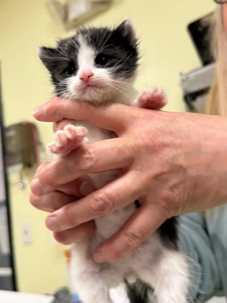 A baby small-sized male Domestic Short Hair cat named Tesla for adoption in Meriden, CT