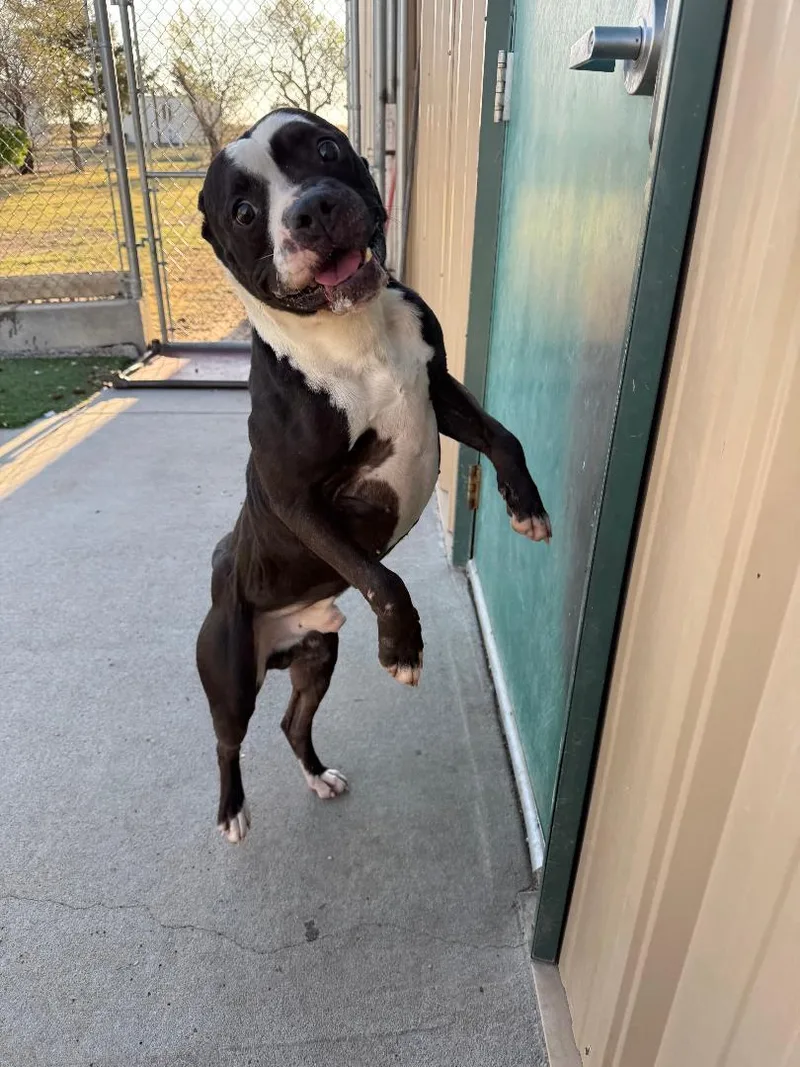 An adult medium-sized male Black Boston Terrier dog named Chug for adoption in Ulysses, KS