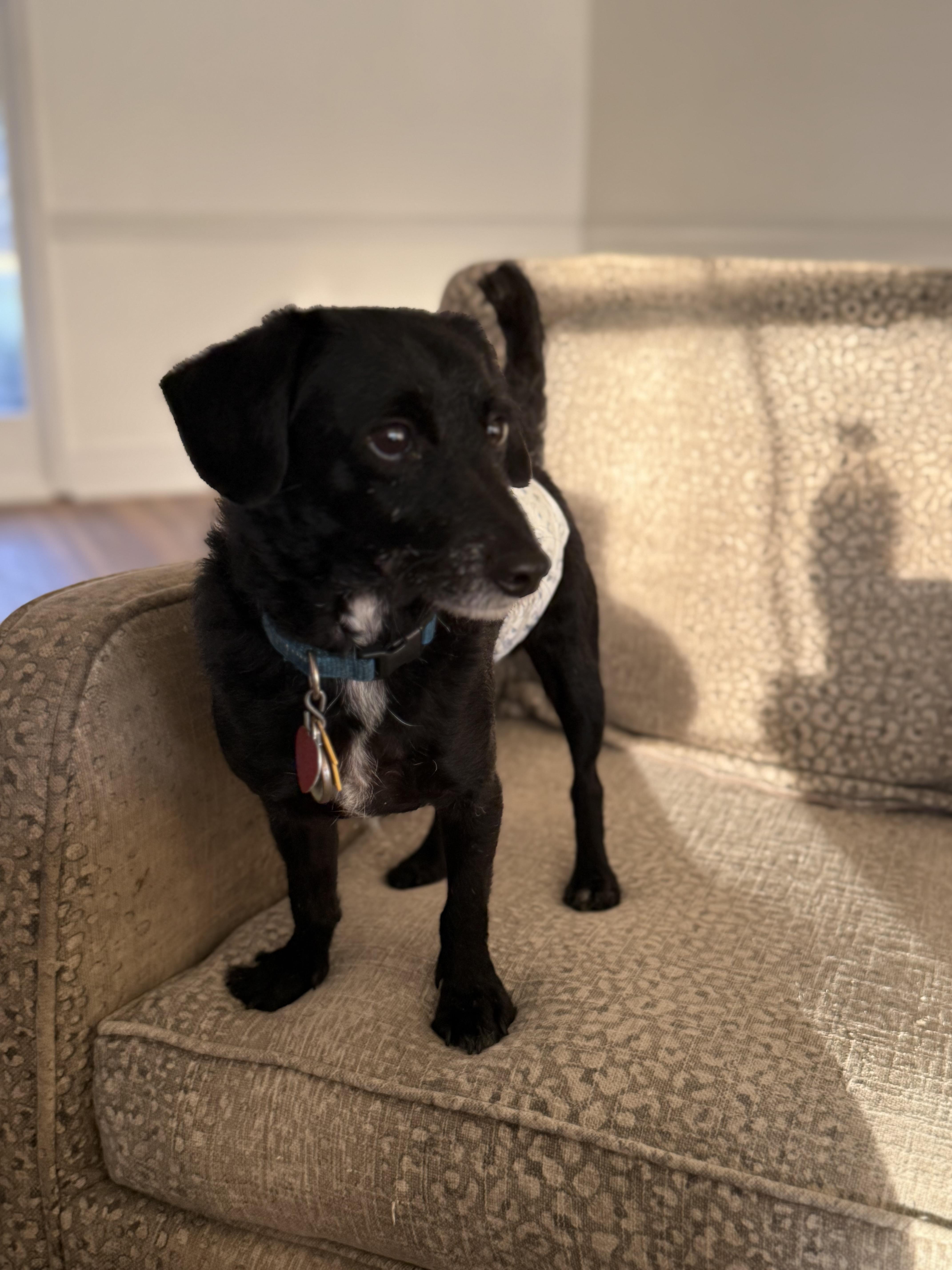 An adult small-sized male Black Dachshund dog named Mickey for adoption in Leesburg, GA
