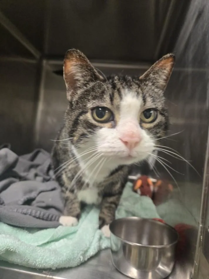 A senior medium-sized female Domestic Short Hair cat named Raina for adoption in Hagerstown, MD