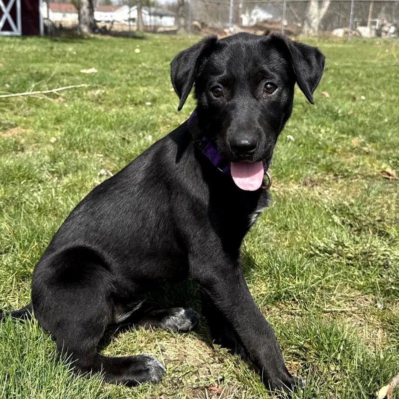A baby medium-sized female Cattle Dog dog named Kiki for adoption in Fenton, MI