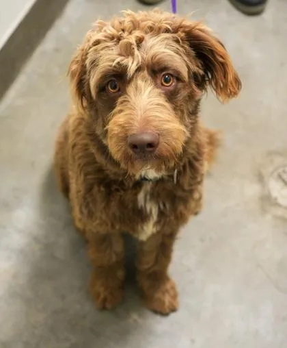 A young medium-sized male Australian Shepherd dog named Bode Duke for adoption in Bridgewater, NJ