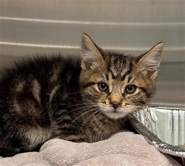 A baby small-sized male Domestic Short Hair cat named Ralph for adoption in Tustin, CA